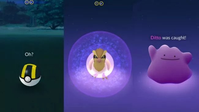 How to catch a Ditto in Pokemon Go